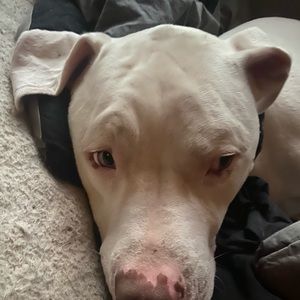 Meet your Posher, Rose